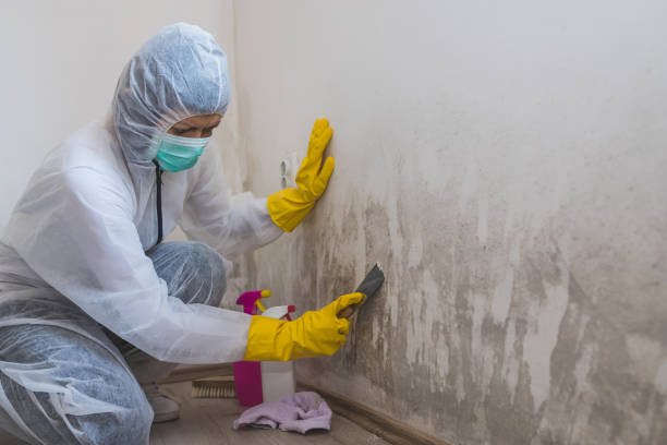 Best Mold Remediation Services  in Grinnell, IA