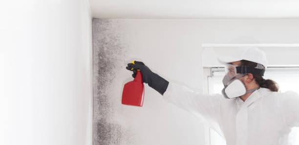 Best Attic Mold Removal  in Grinnell, IA