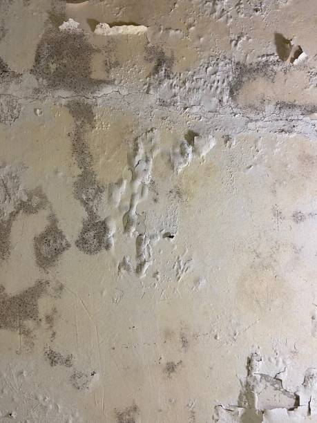 Mold Removal and Inspection in Grinnell, IA