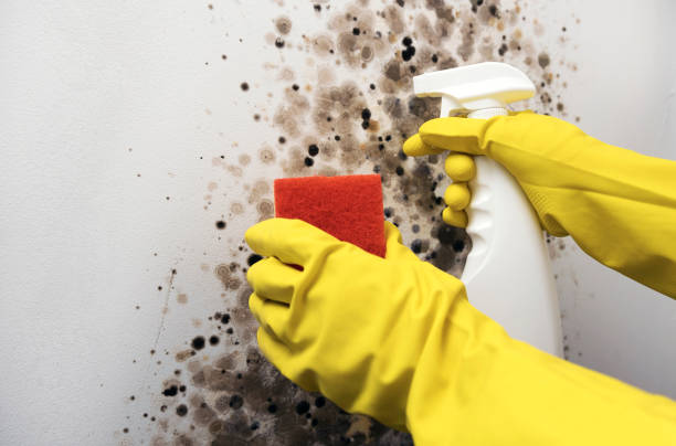 Best Office Mold Removal Services  in Grinnell, IA