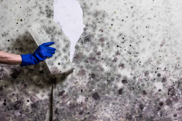 Best Toxic Mold Removal  in Grinnell, IA