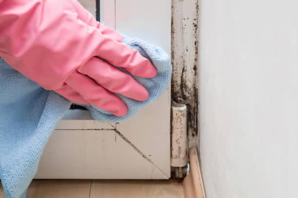Best Local Mold Removal Service  in Grinnell, IA