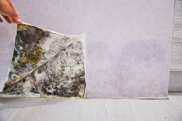 Best Mold Remediation  in Grinnell, IA